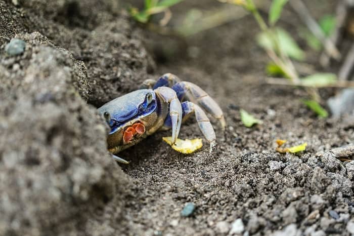 Blue Crab